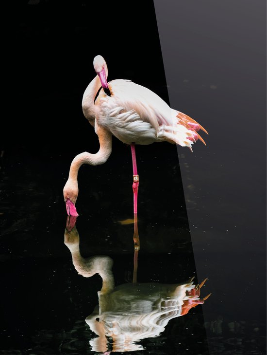 Cadeautip! Plexiglas schilderij - Flamingo - 70 x 100 cm - Day & Night - luxe ophangsysteem