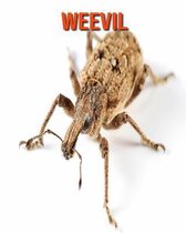 Weevil