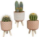 Cactus mix in terracotta betonpot op 3 pootjes | 3 stuks | Ø 8,5 cm |  16-21 cm