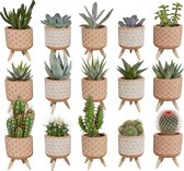 Cactus en vetplanten mix in terracotta betonpot op 3 pootjes | 15 stuks | Ø 5,5 cm |  11 - 16 cm