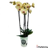 Papicco ART Rembrandt - Orchidee - 4-tak - Phalaenopsis - Geel