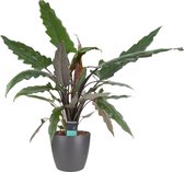 FloriaFor - Alocasia Lauterbachiana Met Elho Brussels Antracite - - ↨ 70cm - ⌀ 19cm