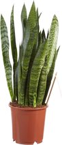 FloriaFor - Sanseveria, Vrouwentong - - ↨ 50cm - ⌀ 14cm