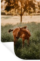 Sticker Muursticker Quarter Horse - Quarter horse poulain regarde en arrière - 60x90 cm - film adhésif autocollant - sticker mural repositionnable