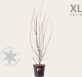 Acer palmatum 'Atropurpureum' 080/100 - XL