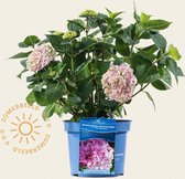 Hydrangea macrophylla 'Endless Summer Pink'