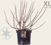 Hydrangea paniculata 'Wim's Red' - XL