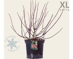 Hydrangea paniculata 'Wim's Red' - XL