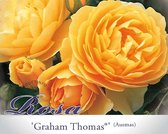 Rosa 'Graham Thomas'