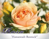 Rosa 'Hansestadt Rostock'