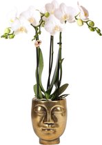 Kolibri Orchids | witte Phalaenopsis orchidee – Amabilis + Face-2-face sierpot goud – potmaat Ø9cm – 40cm hoog | bloeiende kamerplant in bloempot - vers van de kweker