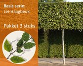Lei-Haagbeuk - Basic - pakket 3 stuks + EXTRA'S!