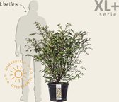 Euonymus alatus - XL+