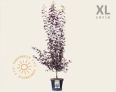 Prunus cerasifera 'Nigra' 100/125 - XL