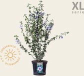 Hibiscus syriacus 'Ultramarine' - 'Minultra' - XL