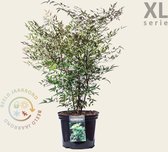 Hemelse Bamboe Nandina domestica - XL