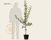 Malus domestica 'Golden Delicious' - laagstam