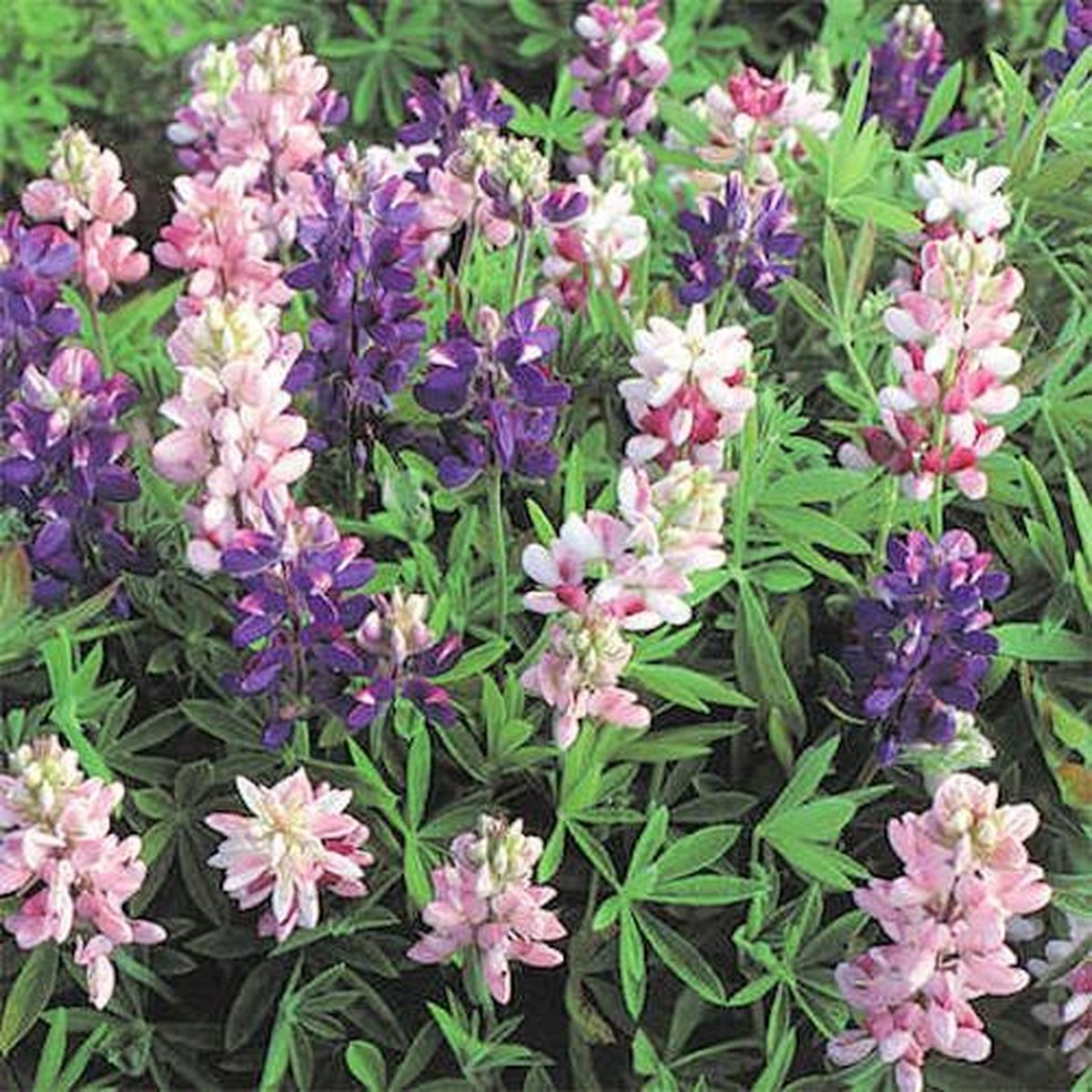 Lupine zaden - Pixie Delight gemengd