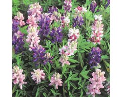 Lupine zaden - Pixie Delight gemengd