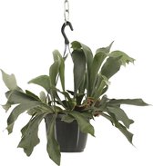 We Love Plants - Platycerium Netherlands - 30 cm hoog - Hertshoorn - Hangplant