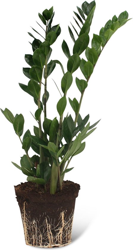 We Love Plants - Zamioculcas Zamiifolia - 55 cm hoog - Makkelijke kamerplant