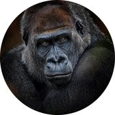 Gorilla op zwarte achtergrond - Foto op Behangcirkel - ⌀ 60 cm