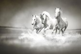 Tuinposter - Dieren - Wildlife / Paard / Paarden in beige / wit / zwart / grijs - 60 x 90 cm.