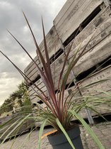 Cordyline Can Can - Cordyline - 2 kleuren - Rood / Groen  - hoogte 100cm - pot 26cm