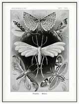 Alucita - Tineida (Kunstformen der Natur), Ernst Haeckel - Foto op Akoestisch paneel - 90 x 120 cm