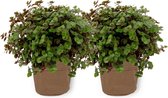 2x Kamerplant Callisia Turtle - Schildpadplant ± 20cm hoog - 12cm diameter - in bruine sierzak