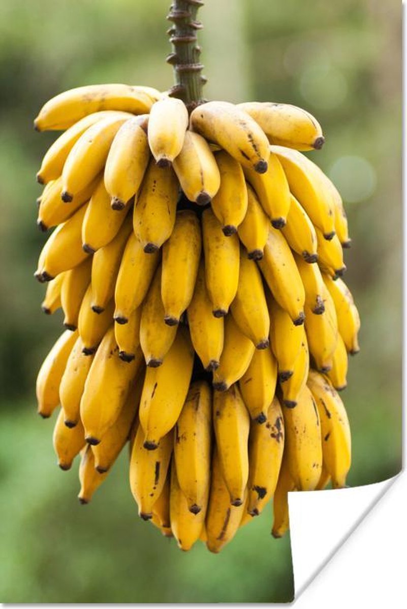 bol.com | Grote tros bananen 40x60 cm - Foto print op Poster ...