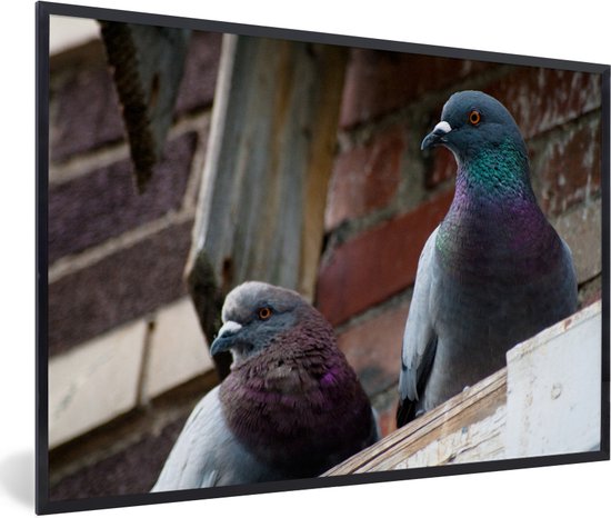 Photo en cadre - Deux pigeons sur le bord d'un cadre photo bâtiment en bois noir 30x20 cm - Affiche sous cadre (Décoration murale salon / chambre)
