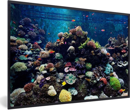Foto in lijst - Aquarium met tropische vissen en koralen fotolijst zwart  60x40 cm -... | bol.com