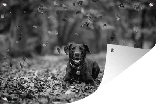 Tuinposter - Tuindoek - Tuinposters buiten - Zwarte Labrador Retriever die tussen mooie herfstbladeren ligt - zwart wit - 120x80 cm - Tuin