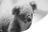 Tuinposter - Tuindoek - Tuinposters buiten - Koala - Close up - Dier - Kinderen - Jongens - Meiden - 120x80 cm - Tuin