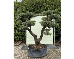 Olijfboom Pon Pon - Olea Europea