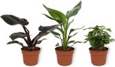 Set van 3 Kamerplanten - Coffea Arabica & Strelitzia Reginae & Philodendron Black Cardinal - ±  30cm hoog - 12cm diameter