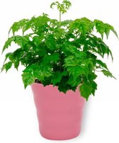 Kamerplant Radermachera Sinica – Smaragdboom - ± 20cm hoog – 12 cm diameter - in roze pot