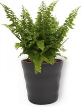 Kamerplant Nephrolepis Vitale – Krulvaren - ± 25cm hoog – 12 cm diameter - in zwarte pot