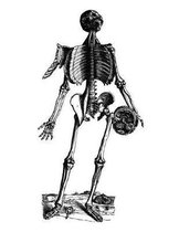 Anatomy Notebook: Muscles 15 - Andreas Vesalius Anatomy Art College Ruled Notebook 110 Pages