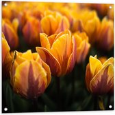 Tuinposter – Gele Tulpen - 80x80cm Foto op Tuinposter  (wanddecoratie voor buiten en binnen)