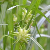 6x Carex grayi - Morgensterzegge - Pot 9x9 cm