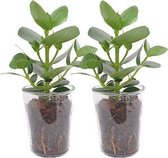 Hellogreen Kamerplant - Clusia princess - 38 cm - Vaasglas