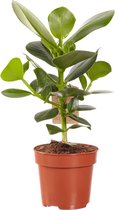 Hellogreen Kamerplant - Clusia Princess - 50 cm