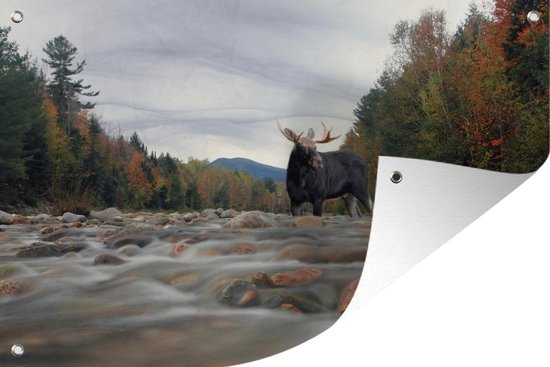 Tuinposters buiten Eland in een rivier in New Hampshire - 90x60 cm - Tuindoek - Buitenposter