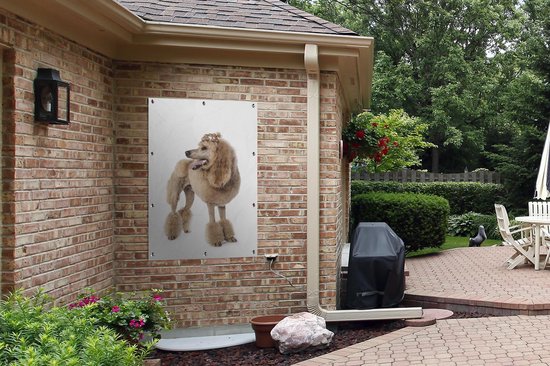 Poster Caniche au jardin du coiffeur toile en vrac 80x120 cm - Toile de jardin / Toile d'extérieur / Peintures pour l'extérieur (décoration de jardin)