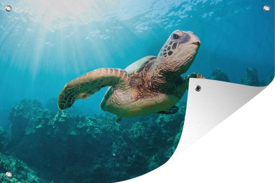 Tuindecoratie Zwemmende schildpad fotoafdruk - 60x40 cm - Tuinposter - Tuindoek - Buitenposter