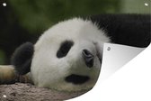Muurdecoratie Panda - Beren - China - 180x120 cm - Tuinposter - Tuindoek - Buitenposter