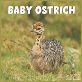 Baby Ostrich Calendar 2022