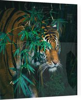 Bengaalse tijger in oerwoud - Foto op Plexiglas - 80 x 80 cm